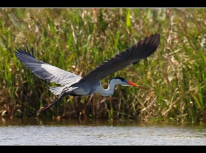 沼澤區的38種鳥禽