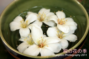 土城~桐の花の季
