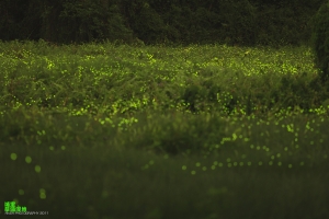 2011初夏。螢光森林。