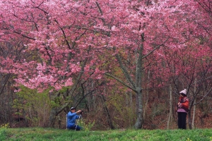武陵櫻爆