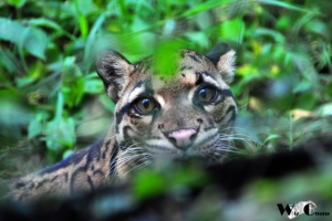 動物園面面觀。(二)