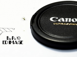 微距同樂會 (內有噁心,小心服用)