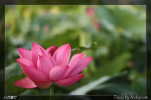 20090606-白河蓮花記