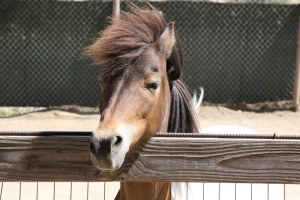 無辜的表情 - 小馬