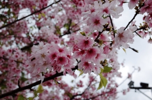 平日偷閒遊淡水
