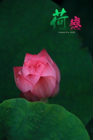 荷戀。台大安康