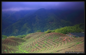 理平頭的八卦茶園[南投]