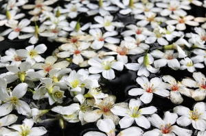 2011桐花季節活動開始囉(4~5月)^ ^