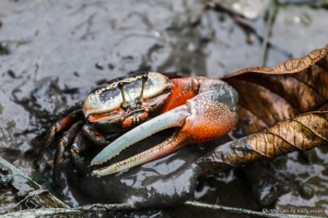 八里挖子尾溼地生態