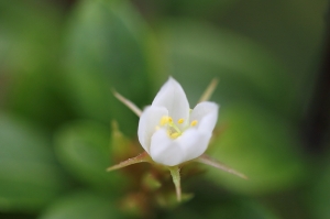 台中市~新百微鏡頭下...問花名