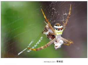 ROY Macro 225 │ 尋 蜓 記