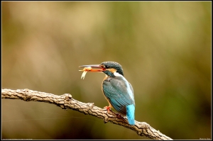 第一次拍翠鳥2013/3/13