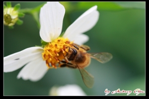 嗡嗡嗡又來了…