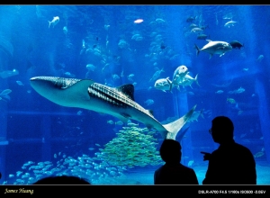 [一張流] 藍色的回憶。20080706大阪海遊館