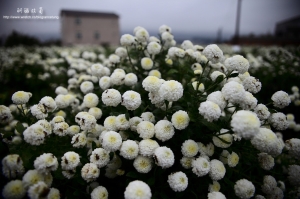 銅鑼杭菊 花開好了
