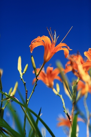 看到眼花的金針花