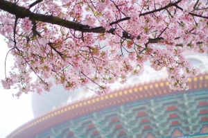 天元宮~櫻