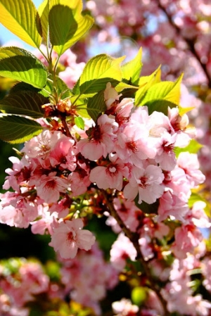 阿里山櫻花
