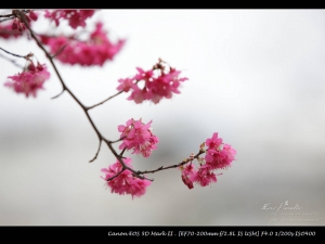 櫻花~
