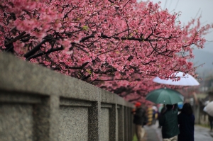 陽明山平等里櫻花