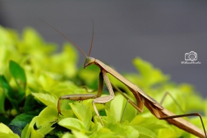 生態隨拍-28  大螳螂 褐色型