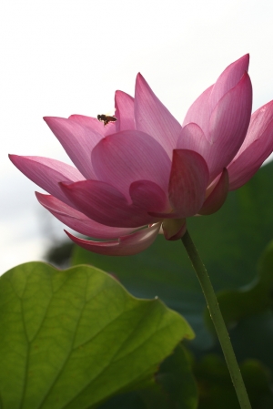 蜂荷花　… by DW