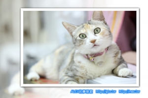 5D3首拍 My Cat - KiKi & LaLa