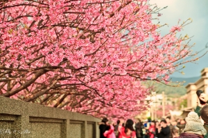 賞櫻花!!!!  粉紅佳人  陽明山 平等里43巷