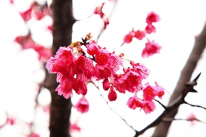 合興車站賞櫻趣