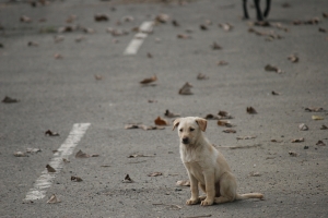 用骨頭拐來的小麻豆