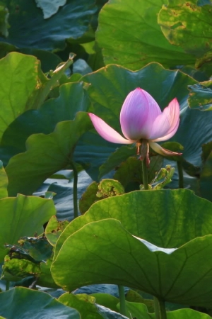 20090511～小粗坑再戰油桐花～