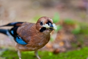 突如其來的松鴉