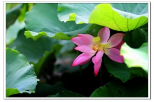 荷情荷語----奈荷天