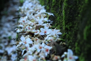 新手 桐花&海芋 隨手拍