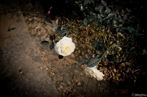 士林官邸玫瑰花