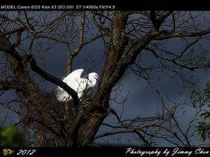 大湖公園小砲打鳥-小小白IS~~BY 好攝客