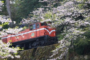 [阿恆]阿里山報報4/3