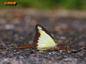 東眼山生態隨拍 ~