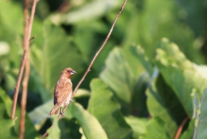 濕地打鳥 - 陸鳥篇(鷦鶯類)