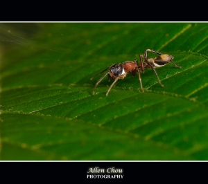 蟻蛛 蠅虎 蛾 蠅 蝶... ~Allen~
