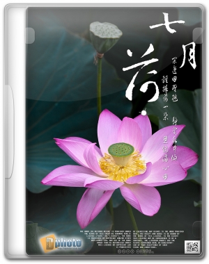 七月荷