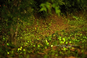 螢之光 FireFly ☆ 火金姑．螢火蟲