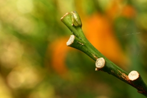 Sophies植物微距攝影集004