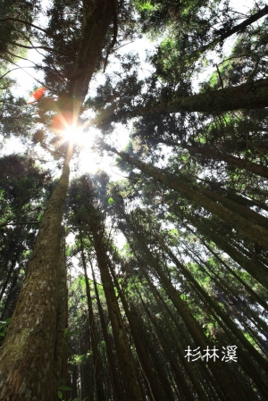 杉林溪森林遊樂區