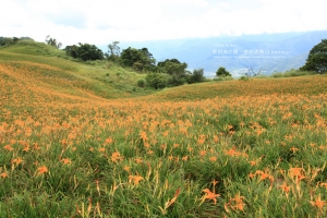 赤科山瘋金針 & 林田山園區
