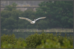 20140404-03-飛羽(圖多)