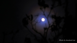 西濱紅樹林公園夜景