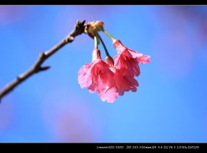 淡水櫻花