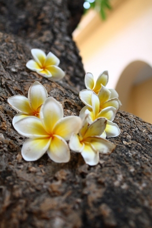 城市中的雞蛋花