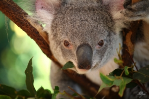 [快速寫真] 吃睡人生 無尾熊
